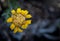 Yellow wilted marguerite flower