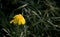 Yellow wilted marguerite flowers