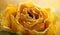 Yellow wilted rose flower close-up. Retro background in the style of gothic, grunge, steampunk. Close-up photo of a dried rose