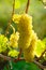 Yellow Wine Grape