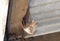 Yellow-winged Bat Lavia frons at a Day Roost