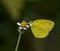 Yellow winged butterfly on flower