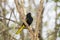 Yellow-winged Cacique Cassiculus melanicterus in Mexico