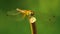 Yellow Winged Darter Dragonfly Insect Footage Close Up