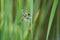 Yellow winged darter Sympetrum flaveolum dragonfly green