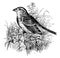 Yellow winged Sparrow vintage illustration