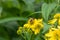 Yellow Wingstem Verbesina alternifolia, flowers with honeybee