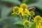 Yellow Wingstem Verbesina alternifolia, flowers with honeybee
