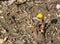 A yellow winter aconite shoot and flower emerging from the ground