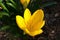 Yellow Winter Daffodil flower, also called autumn or fall daffodil, latin name Sternbergia lutea, in full blossom