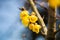 Yellow wintersweet flower