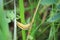Yellow wit black spots caterpillar of moth narrow-bordered five-spot burnet. Zygaena lonicerae