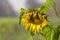 Yellow withered sunflower sadly leaves the flower head hanging