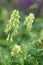 Yellow wolfs-bane Aconitum lycoctonum subsp. vulparia with pale yellow flowers