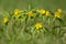 Yellow Wood Anemone, Anemonoides ranunculoides