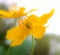 Yellow wood anemone (Anemonoides ranunculoides)