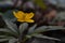 Yellow wood anemone flower in the wild, macro