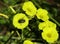 Yellow Wood sorrel - Oxalis pes-caprae or Yellow Shamrock and White spotted rose beetle