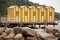 Yellow wooden cabins