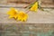 Yellow Woodland tulips, Wild tulips on a wooden background. Close-up