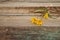 Yellow Woodland tulips, Wild tulips on a wooden background. Close-up