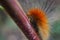 Yellow Wooly Bear Caterpillar Close Up