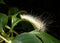 A Yellow Wooly Bear Caterpillar on a leaf