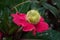 Yellow wooly worm caterpillar on bright pink flower