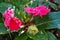 Yellow wooly worm caterpillar on bright pink flower