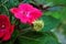 Yellow wooly worm caterpillar on bright pink flower