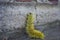 Yellow wooly worm caterpillar on concrete brick and wood