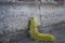 Yellow wooly worm caterpillar on concrete brick and wood