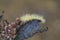 Yellow Woolybear Moth Caterpillar - Spilosoma virginica