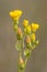 Yellow wort flowers