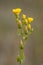 Yellow wort flowers blurred background