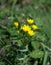 Yellow-wort Wild Flower