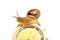 Yellow wristwatch  snail isolate on white. clock hands. concept of time, slow, waiting, Time management. copy space