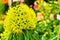 Yellow Xanthostemon Chrysanthus