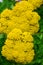 Yellow Yarrow