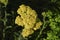 Yellow yarrow - Achillea millefoliium