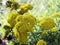 Yellow yarrow blooming