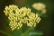 Yellow Yarrow Buds