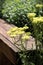 Yellow yarrow flowers with green stems and leaves in front of wooden bench