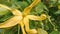 Yellow ylang flowers