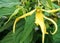 Yellow ylang flowers are very beautiful, fragrant, can be used for aromatherapy