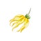 Yellow ylang-ylang flower on white background