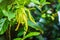 Yellow Ylang ylang flowers (Cananga odorata) on tree are valued