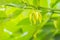 Yellow Ylang ylang flowers (Cananga odorata) on tree are valued for the perfume extracted from them used in aromatherapy. Cananga