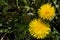 Yellow and young dandelions grow on a green field