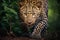 Yellow young Leopard coming towards camera from near green leafy plant